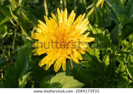 A single yellow dandelion in grass, close-up. Top view of dandelion flower for poster, calendar, post, screensaver, wallpaper, postcard, card, banner, cover, header for website. High quality photo