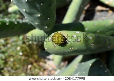 COCHINEAL-NOPAL-CACTUS Stock Photos and Images - Avopix.com