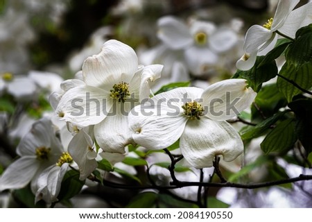 Closeup of a pair of blossoms on Flowering Dogwood Tree (Cornus florida) at Missouri Botanical Garden. Green leaves, more flowers in background. 
 Royalty-Free Stock Photo #2084190550