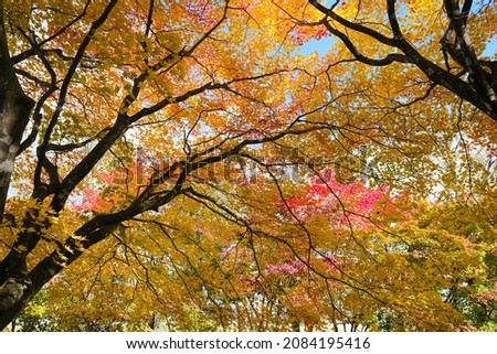 autumn leaves in hokkaido japan
