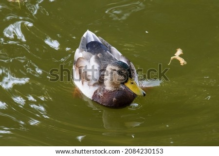 Close up picture of an duck swimming in an lake