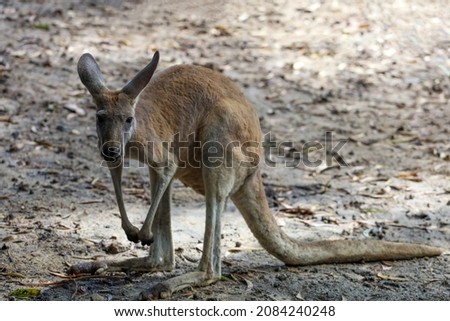 The kangaroo is stay and stand up in garden 