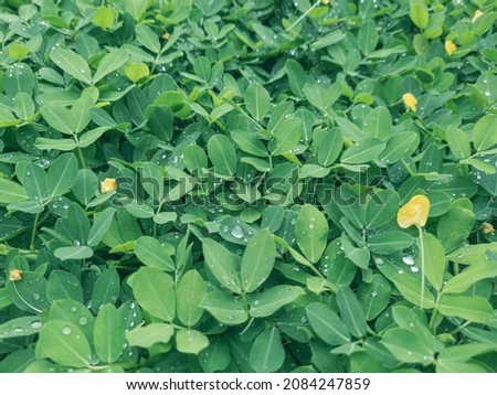 Beautiful, cute small flower and green leaves in the garden.  background, small yellow, green leaf of Arachis pintoi, Pinto peanut is a type nuts that grow creeper (ground cover) above ground level.