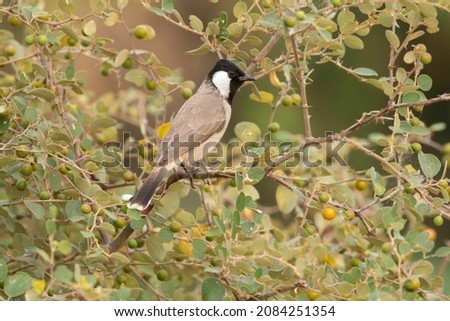 The white-eared bulbul or white-cheeked bulbul, is a member of the bulbul family. Royalty-Free Stock Photo #2084251354