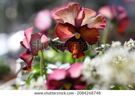 Close-up of beautiful  viola flowers