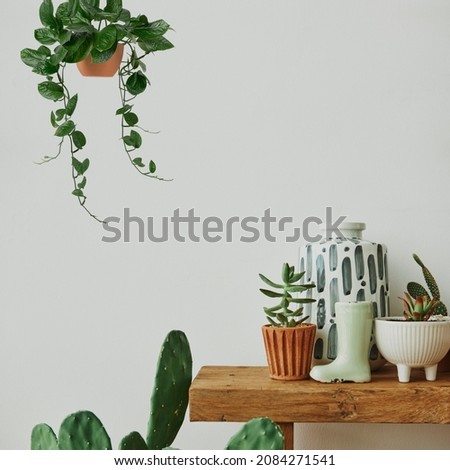Aesthetic home with cactus and plants on a wooden shelf