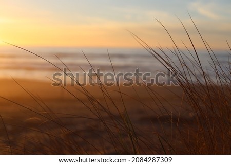 Subtle California Beach Background with Dry Grass Foreground