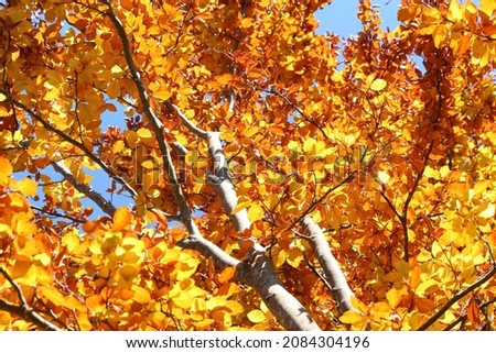 Tree with beautiful bright leaves outdoors on sunny autumn day