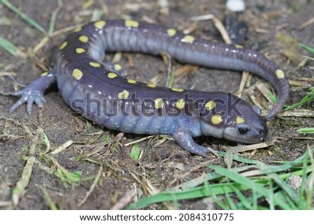 Full body shot of a male spotted salamander , Ambystoma maculatum sitting on the ground