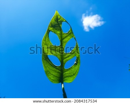 Green leaf in bright blue sky 