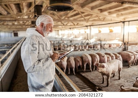 A senior veterinarian is standing next to a pig pen and checking on pigs. Health is important for meat production. A veterinarian using a tablet at a pig farm. Royalty-Free Stock Photo #2084321272