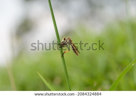 Macro photo of Robber Fly (Asilidae) in the habitat