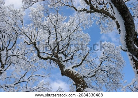 fresh snow on the trees against the blue sky and clouds