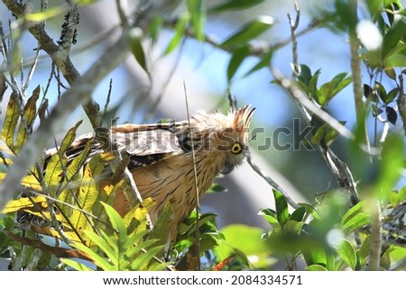 buffy fish owl in nature