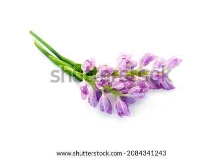 Water Hyacinth flower(Eichhornia crassipes)isolated on white background. Royalty-Free Stock Photo #2084341243