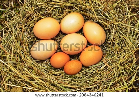 fresh chicken eggs with nest,A pile of brown eggs in a nest .Still life visual art of chicken eggs in the nest in the barn .