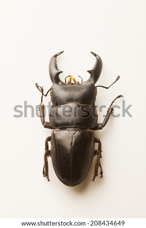 An Image of Stag Beetle