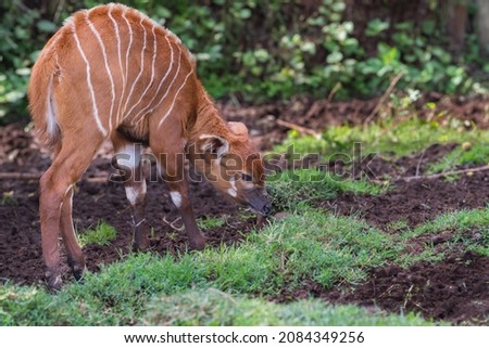 A newborn rare Mountain Bongo on the slopes of Mount Kenya in East Africa.  The Mountain Bongos are the third biggest Antelopes in Africa and are critically endangered. Royalty-Free Stock Photo #2084349256