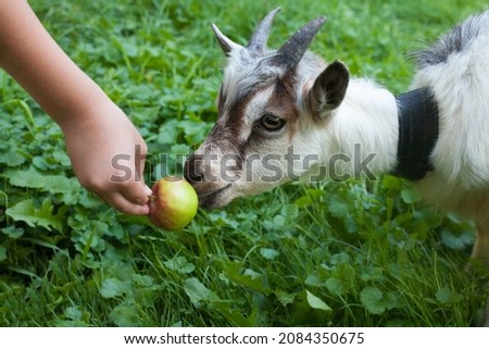 Kid of goat and an apple. Child's hand holding an apple. Close-up. 