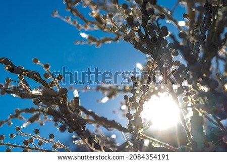 White tree branches and transparent string lights in front of the sun and a bright blue sky