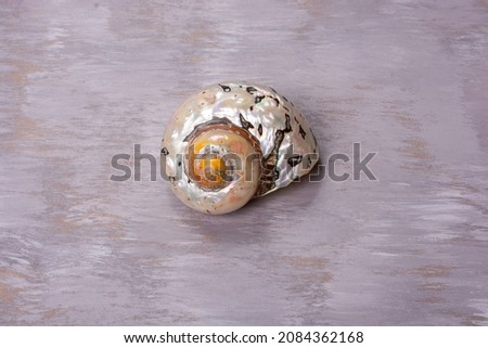 Natural seashell macro texture. Seashells background texture.