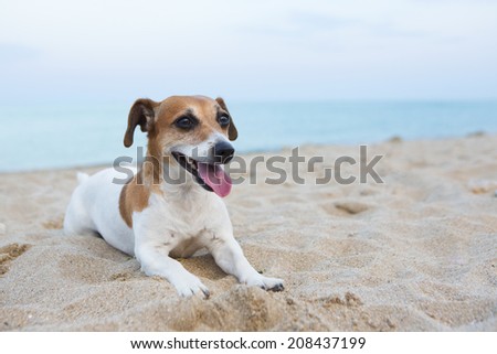 Cute little dog lying on a sandy beach, showing tongue. Evening atmospheric pink sunlight