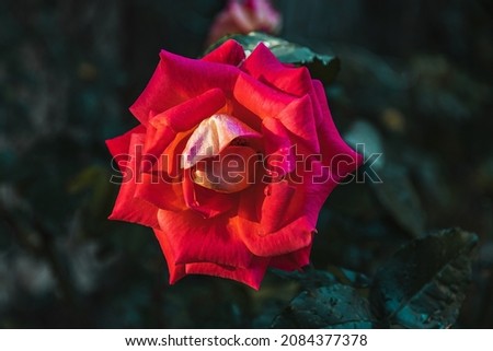 A scarlet rose on a dark background of green foliage. Beautiful red rose close-up. Selective focus.
