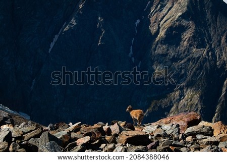 A tiny baby goat in French Alps near the hiking trail between Nid d'Aigle and Refuge de Tete Rousse, Massif du Mont Blanc, September, France