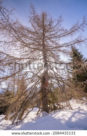Early morning light and creepy bare tree at Hochrindl, Carinthia, Austria
