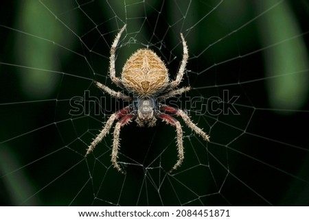 Spotted orb weaver spider on web, Neoscona species, Satara, Maharashtra, India Royalty-Free Stock Photo #2084451871