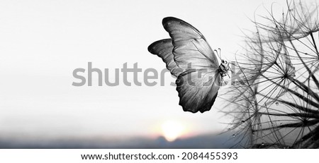 Natural black and white background. Morpho butterfly and dandelion. Seeds of a dandelion flower in droplets of dew on a background of sunrise. Soft focus. Copy spaces. Royalty-Free Stock Photo #2084455393