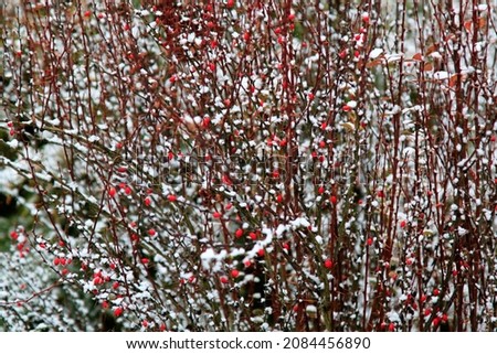 Red barberries on a branch covered with snow on a blurred background. Selective focus. High quality photo Royalty-Free Stock Photo #2084456890