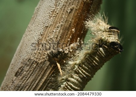 brown carterpillar on a branch
