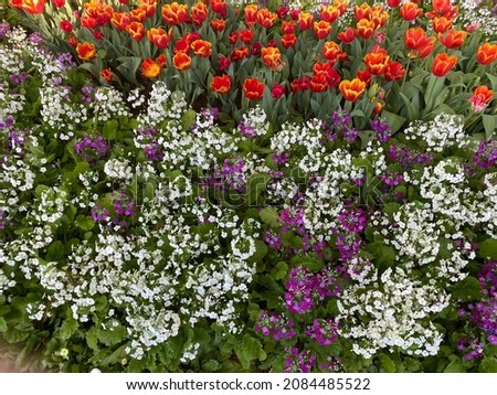 colorful flower garden landscape photo