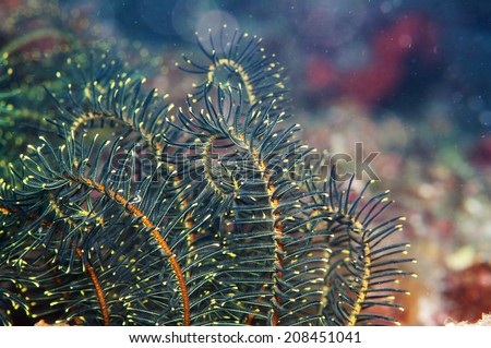 Feather star (Crinoid) Sea lily