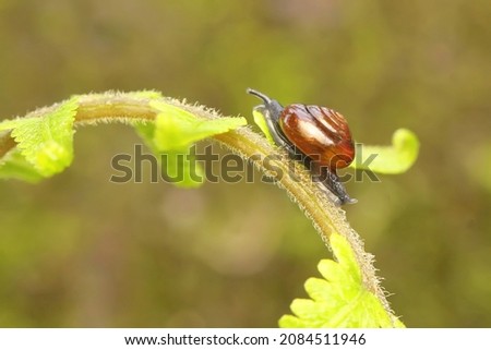 A small snail is eating a young fern leaf. 