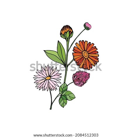 Colorful bouquet of wild flowers calendula, chamomile, daisy, clover on a white background. Vector illustration for festive design poster, tee shirt, pillow, home decor.