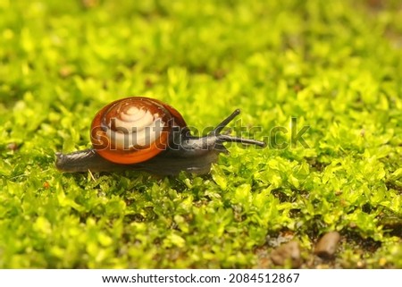 A small snail is foraging on a young leaf. 