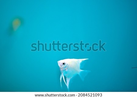 Silver fish is swimming in aquarium in blue water 