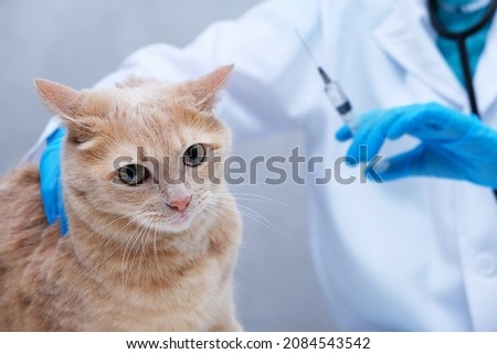 Vaccination of pets. A red-haired cat at a vet's appointment. A veterinarian with a syringe in his hands. Royalty-Free Stock Photo #2084543542