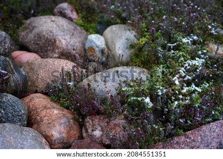 Landscape, low-growing green plants among stones, design for a garden or park. High quality photo Royalty-Free Stock Photo #2084551351