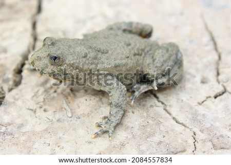 The yellow-bellied toad (Bombina variegata) in its natural habitat