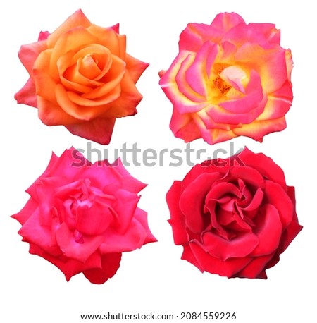 Beautiful red, and pink orange rose flowers isolated on white background. Natural floral background. Floral design element