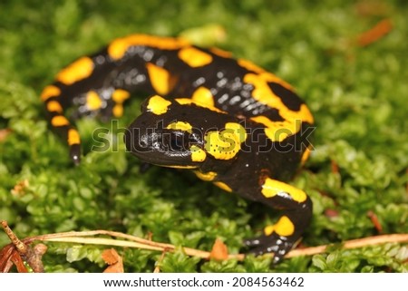 The fire salamander (Salamandra salamandra) in its natural habitat