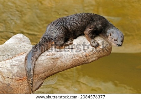 A spotted-necked otter (Hydrictis maculicollison), South Africa

