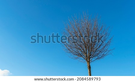 Round crowns of decorative small tree without leaves against the background of classic blue sky. Space for text. Image for design.