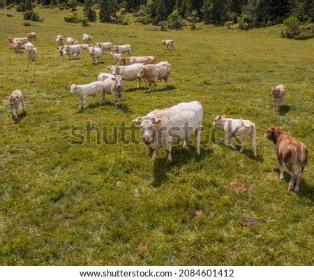 Aerial view of Cows in Prat de Cadí, route from Estana in Pyrenees Range, Cerdanya, Catalonia