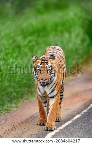 The majestic Bengal Tiger walking on the road