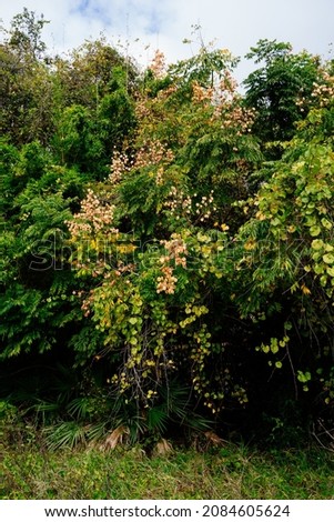 Koelreuteria paniculata tree and flower in Autumn. Common names include goldenrain tree, pride of India, China tree, or varnish tree. The yellow flowers have turned into brownish colored seed pods.