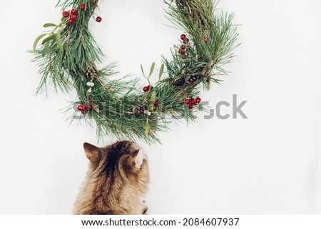 Cute maine coon cat looking at handmade Christmas wreath with mistletoe and piencones, Adorable cat decorating house for Christmas celebration in Scandinavia